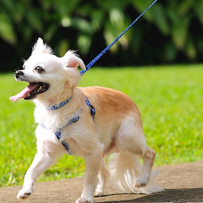 Pet Harness, Island Honu - M